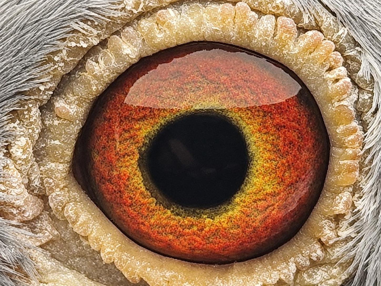 Pigeon eye